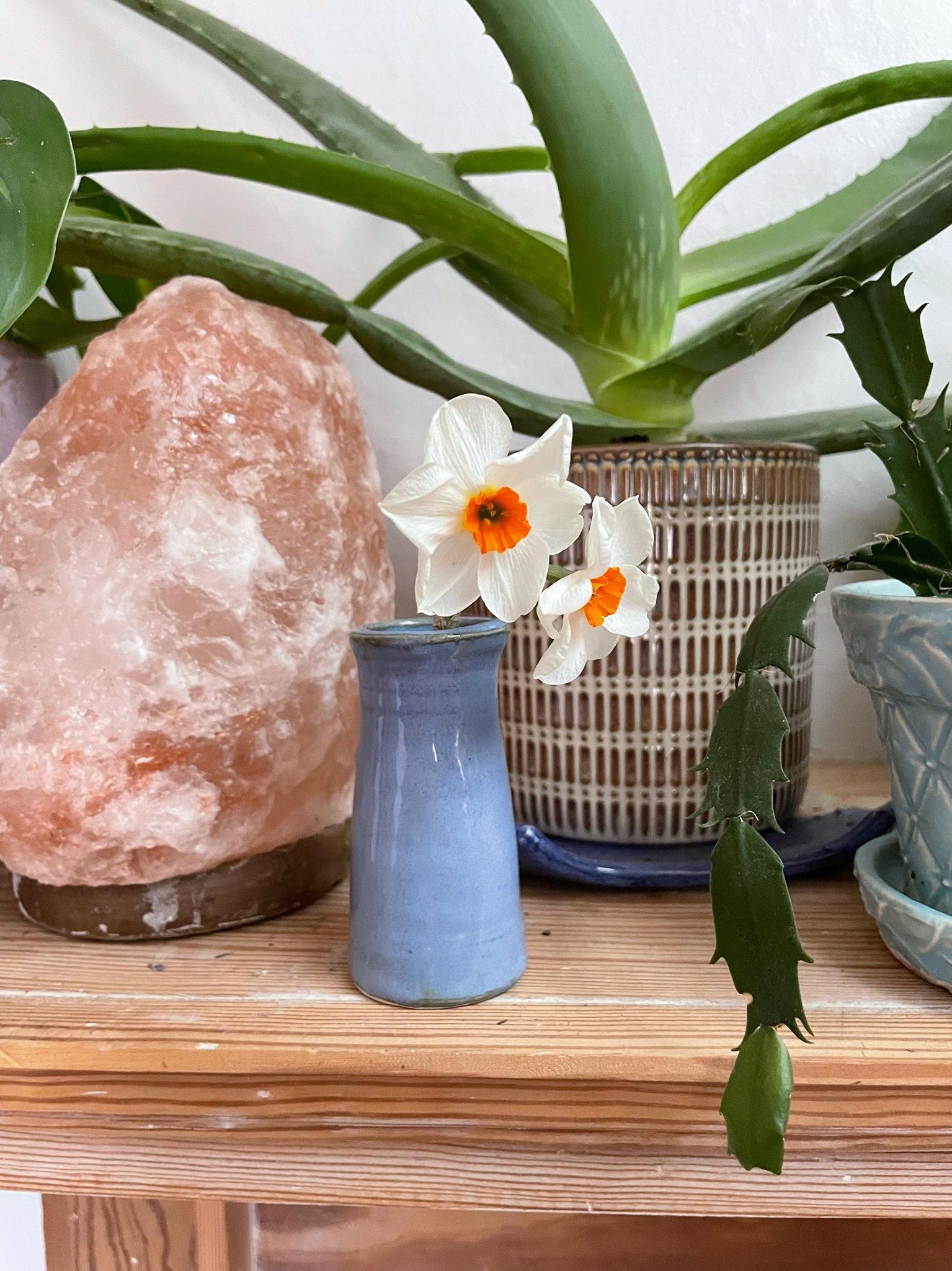 Blue bud vase with daffodils beside plants