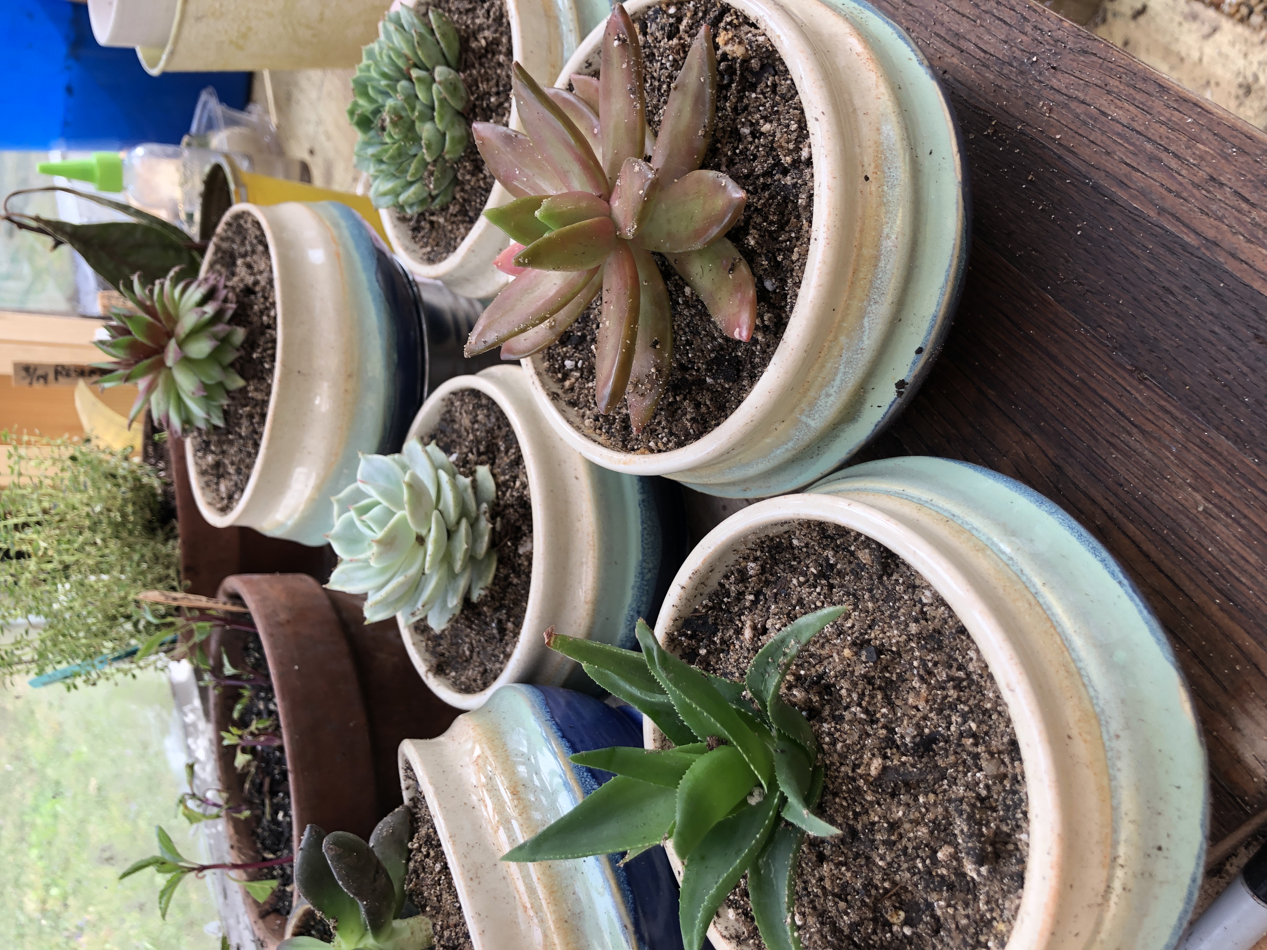 Succulent Planter Bowls